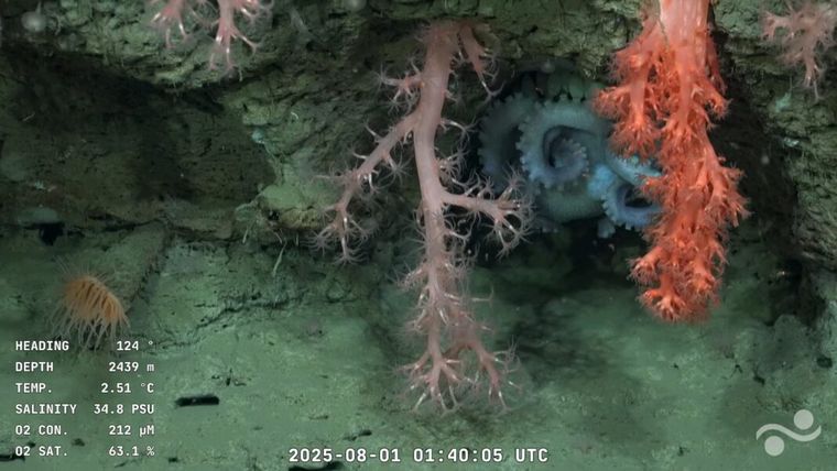 Un pulpo revolucionó al streaming que relatan los científicos del Conicet.