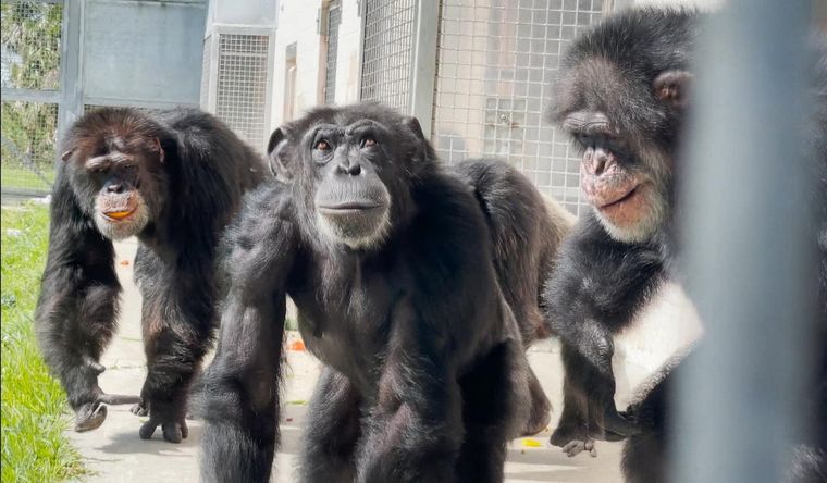 Los chimpancés son nuestros parientes evolutivos. Foto: EFE