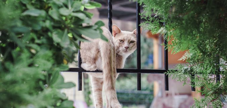 Descubre por qué tu felino se va del hogar Foto: Shutterstock