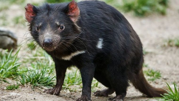 El demonio de Tasmania es víctima de una forma particular de cáncer, transmisible de un individuo a otro. Foto: GETTY IMAGES