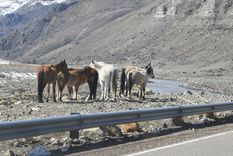 La encefalitis equina se transmite por la picadura de un mosquito Foto: Rodrigo DAngelo / MDZ