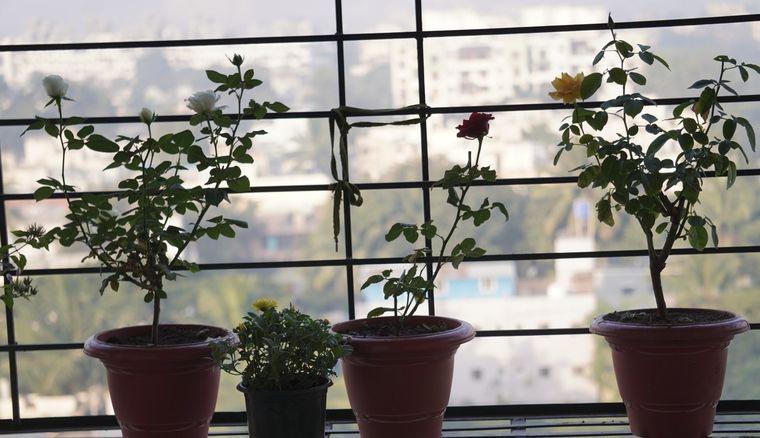 Árbol en balcón: una tendencia en crecimiento. Foto: Shutterstock