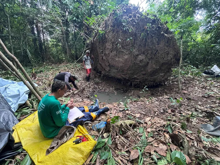 Un árbol milenario fue el responsable del descubrimiento. Un árbol milenario fue el responsable del descubrimiento.