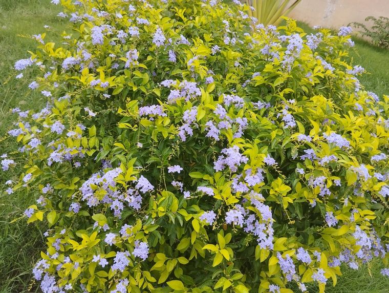 Esta planta es resistente y fácil de mantener, sus flores violetas aportan color incluso en otoño. Foto: Shutterstock Esta planta es resistente y fácil de mantener, sus flores violetas aportan color incluso en otoño. Foto: Shutterstock