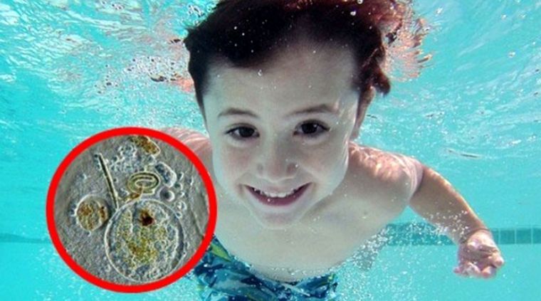 Se trata de un parásito de aguas dulces.