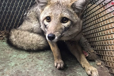 Foto: Policía Federal Argentina