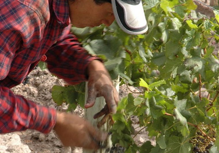 Un temor es que se elabore más vino que el que demanda el mercado interior.