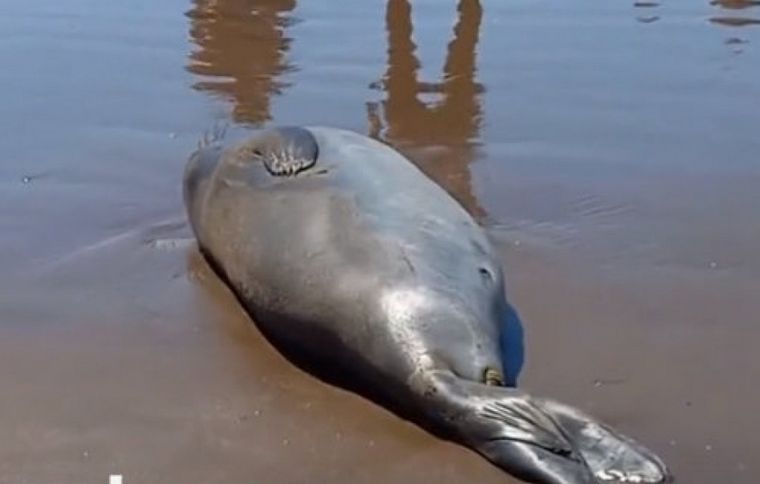 Los guardavidas de Mar del Plata tuvieron la idea de hacer un cartel de advertencia para permitir que un elefante marino pueda descansar tranquilo en su hábitat natural sin ser molestado Foto: TikTok @catalinadanada.mdq