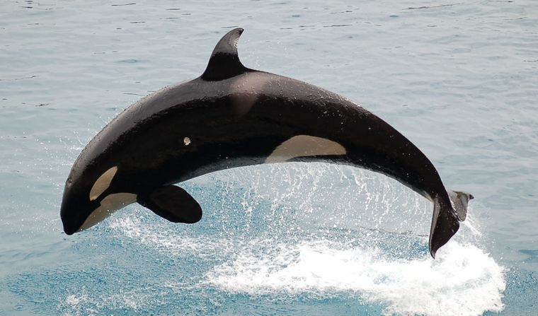 La orca Gladis se convirtió en una amenaza para los marineros en el estrecho de Gibraltar Foto: De Mlewan - Trabajo propio, Dominio público, https://commons.wikimedia.org/w/index.php?curid=2059545