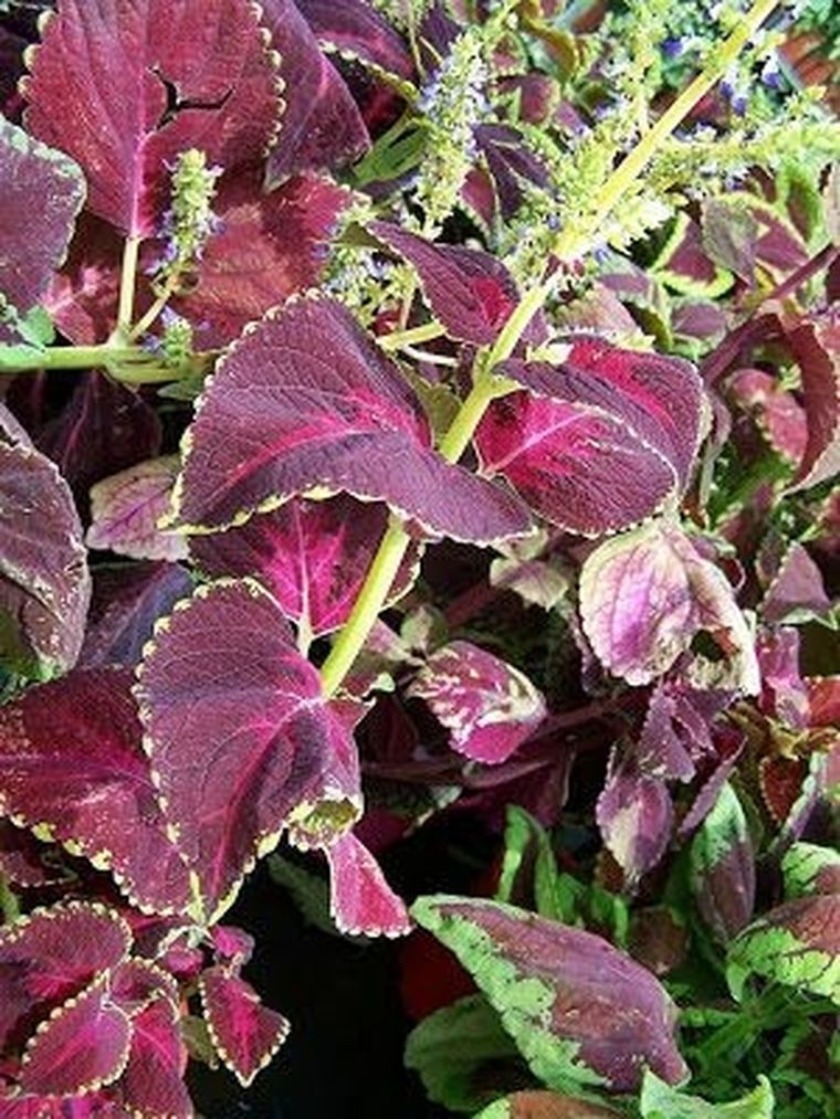 El coleo es una de las tres plantas de esta lista.