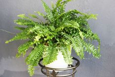 Helecho, una planta que atrae la buena suerte. Foto: Shutterstock