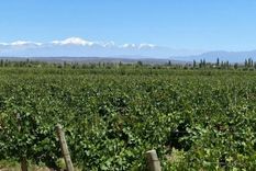Valle de Medrano visto desde Finca Los Franciscos, uno de los baulartes del vino en Zona Este.