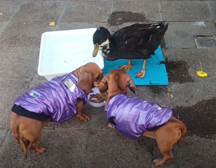 El pato Juan se ha convertido en una especie de mascota de la Ciudad de Mendoza con la que muchos turistas y vecinos se sacaban fotos. Ahora volvió con una cuenta de X que comparte memes de su situación.