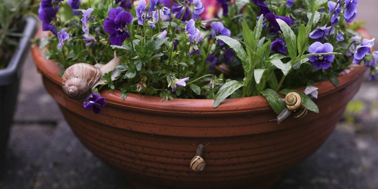Los caracoles se alimentan de las hojas, los brotes tiernos y los frutos. Foto: Shutterstock