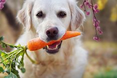 Esto es lo que no sabáis sobre tu perro Foto: Shutterstock