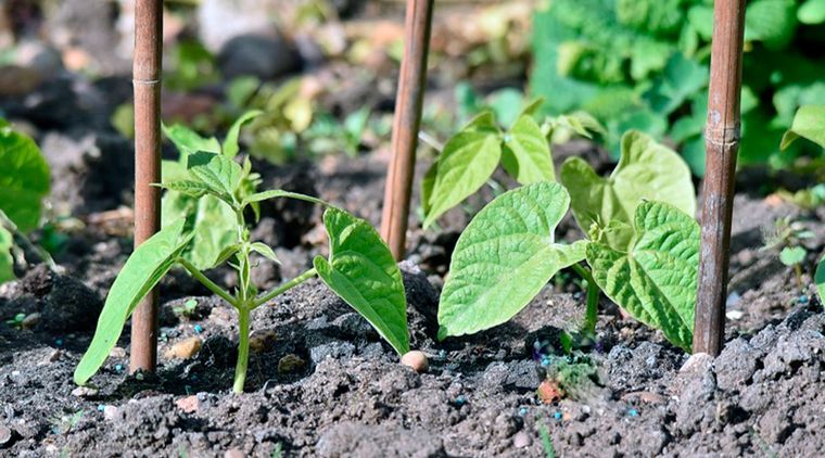 Estacas y bastones Foto: horticulture.co.uk