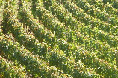 MDZol | Las vides mendocinas: menos cosecha, pero más calidad. Foto: Ulises Naranjo / MDZ