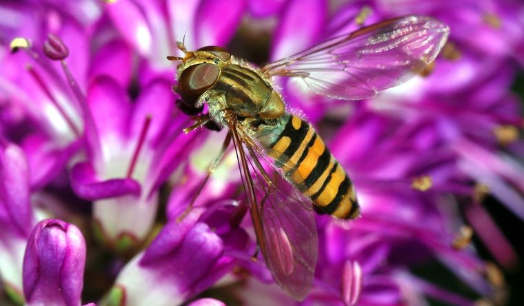 Mosca cernidora: millones de ellas migran cada año en Europa. Foto: Wikipedia.