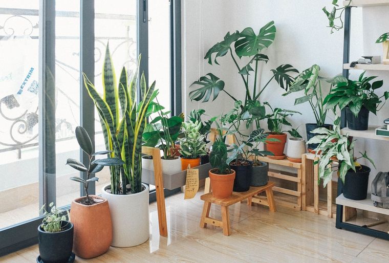 Plantas Algunas pueden ayudarte a controlar las temperaturas dentro del hogar Foto: Pexels