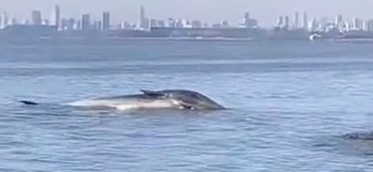 Hasta el momento, la Municipalidad de Vicente López no emitió un comunicado oficial, pero se espera que en las próximas horas se difunda un parte con información sobre el destino del cuerpo del animal.