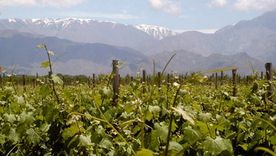 Viñedos en la localidad de Altamira, La Consulta, San Carlos, en Mendoza. Viñedos en la localidad de Altamira, La Consulta, San Carlos, en Mendoza.
