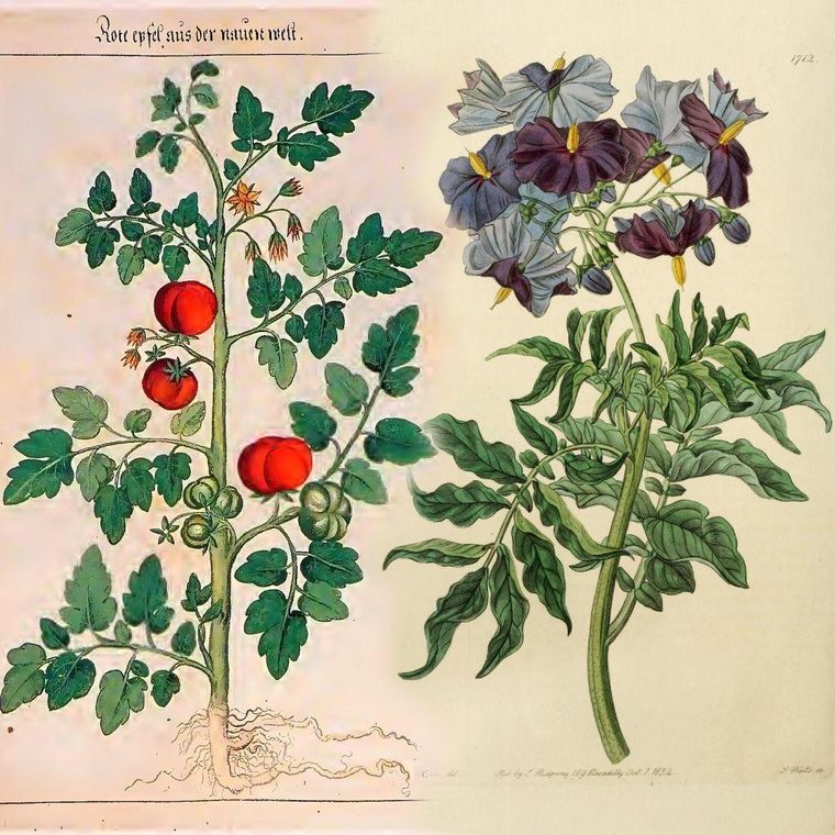 A la izquierda, Solanum lycopersicum; a la derecha, Solanum etuberosum: los descendientes de los progenitores de las papas (Johannes Kentmann, 1563/Edwardss botanical register).