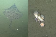 La raya con carita y el cangrejo ermitaño, dos de los descubrimientos del primer día de expedición.