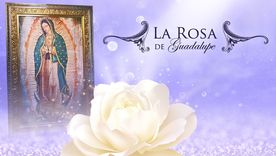 La Rosa de Guadalupe La Rosa de Guadalupe
