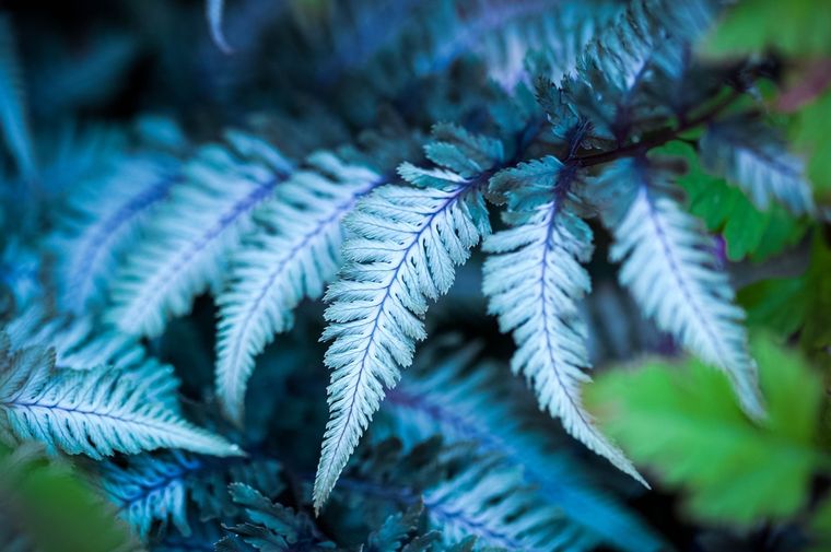 El helecho azul es una gran opción para la decoración del hogar. Foto: Pixabay - pixabay.com