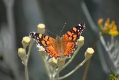 Una de las lepidópteras más comunes es la mariposa de la tarde o también llamada mariposa colorada (Vanessa carye).&nbsp;