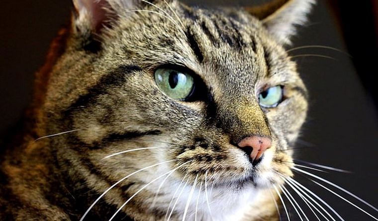 Los gatos sostienen singularidades en la relación con los seres humanos. Foto: Dpa.