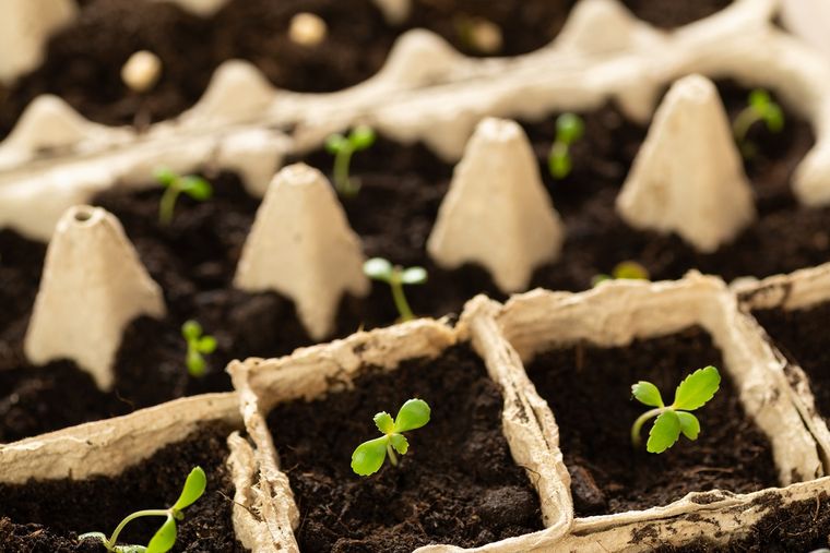 JARDÍN EL SUSTRATO ES LA SUPERFICIE SOBRE LA QUE SE REPRODUCEN Y DESARROLLAN LAS PLANTAS Foto: SHUTTERSTOCK