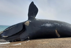 La cantidad de ballenas muertas que se hallaron durante el 2024, duplican la cantidad encontrada sin vida en el 2023. Foto: Noticias argentinas