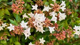 Esta planta tiene una flor que resiste todo el año.