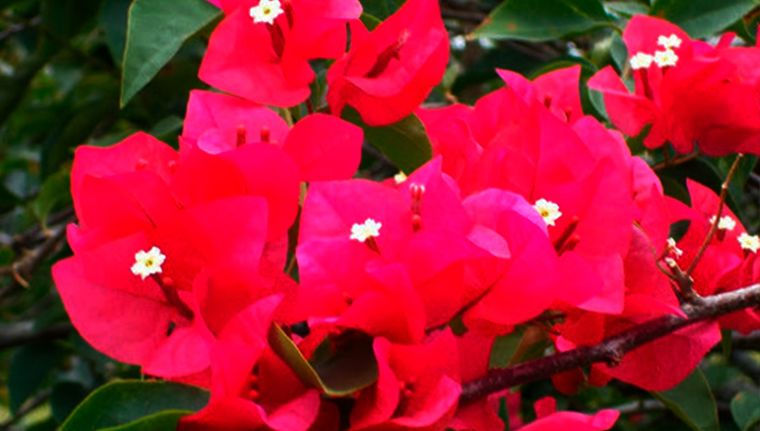 Buganvilla o buganbilia es la planta trepadora conocida científicamente como Bougainvillea. Foto: (c) 106611639464075912591 - mexico.inaturalist.org