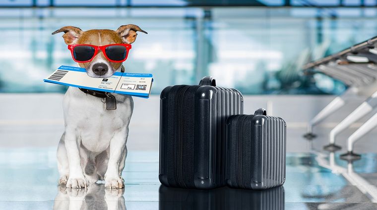 Foto: pettravelquestions.com