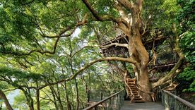 Las casas de árboles modernas son muy distintas a las que recuerdas de tu niñez.