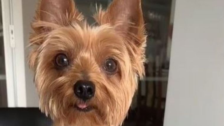 TikTok, video viral, perro TikTok Foto: Fuente: TikTok