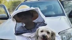 El perro Suavecito se volvió viral por acompañar a su familia apicultora con un traje especial: enterneció a miles en redes. Foto: Archivo El perro Suavecito se volvió viral por acompañar a su familia apicultora con un traje especial: enterneció a miles en redes. Foto: Archivo
