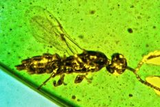 avispa arqueología fósiles Investigadores de fósiles han descubierto un nuevo género y especie de pequeña avispa con una misteriosa estructura bulbosa al final de cada antena. Foto: Dpa.