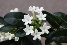 Los jazmines trepadores y un perfume especial. Foto: SHUTTERSTOCK