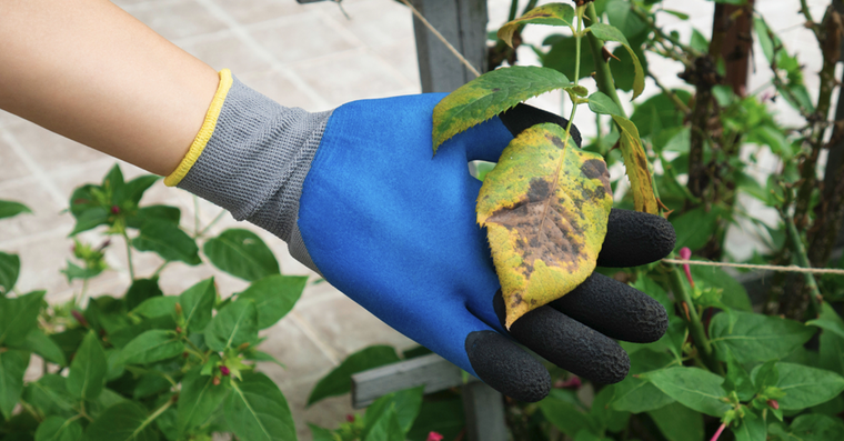 Los hongos pueden acabar matando a tus plantas Foto: Shutterstock.