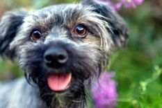 El inspirador perro de Elon Musk. Foto: Coinphony.