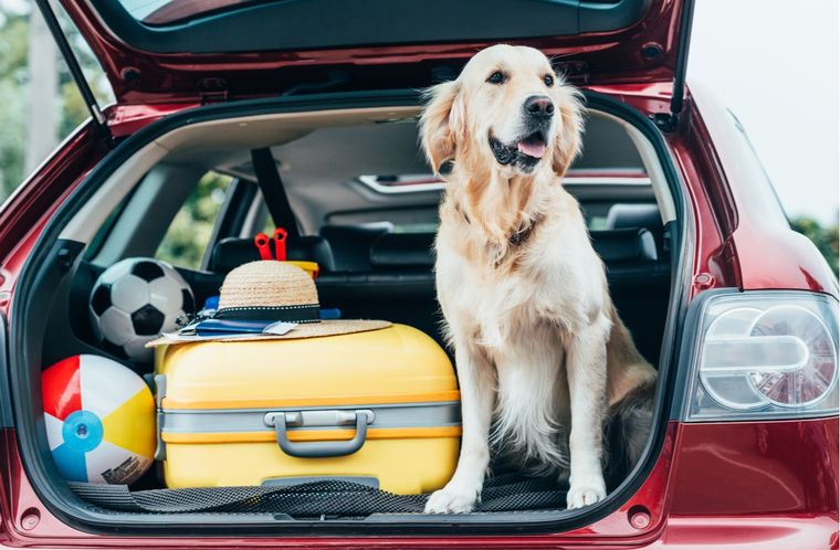 Mascotas Consejos para viajar con tus perros Foto: Shutterstock