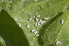 JARDÍN Los aleuródidos son una familia de insectos homópteros conocidos vulgarmente como moscas o mosquitas blancas Foto: SHUTTERSTOCK