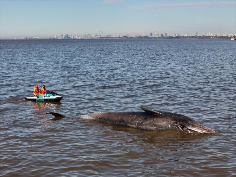 La ballena hallada el pasado 9 de julio. El hallazgo de este lunes representa al menos el segundo caso de un ejemplar muerto en las costas del Río de la Plata en lo que va de 2025.  