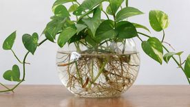 Pothos. Pothos.