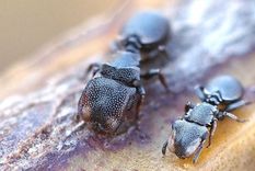 Las hormigas tortuga soldado tienen grandes cabezas que funcionan como compuertas para bloquear los túneles que habitan.