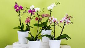 Jardín Cultiva tus orquídeas con estos consejos Foto: Pixabay Jardín Cultiva tus orquídeas con estos consejos Foto: Pixabay