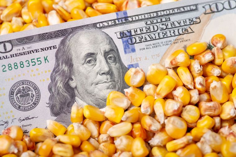 La chicharrita es un pequeño insecto de 3 a 4 mm que, no obstante, ya afectó al 12% de la producción esperada de maíz. Foto: shutterstock